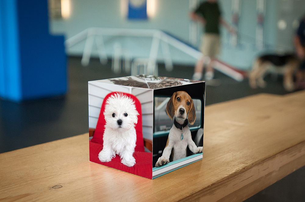 Karen Hoglund Highlights Award-Winning Dog Photography Using 4.25" Pop Up Cube